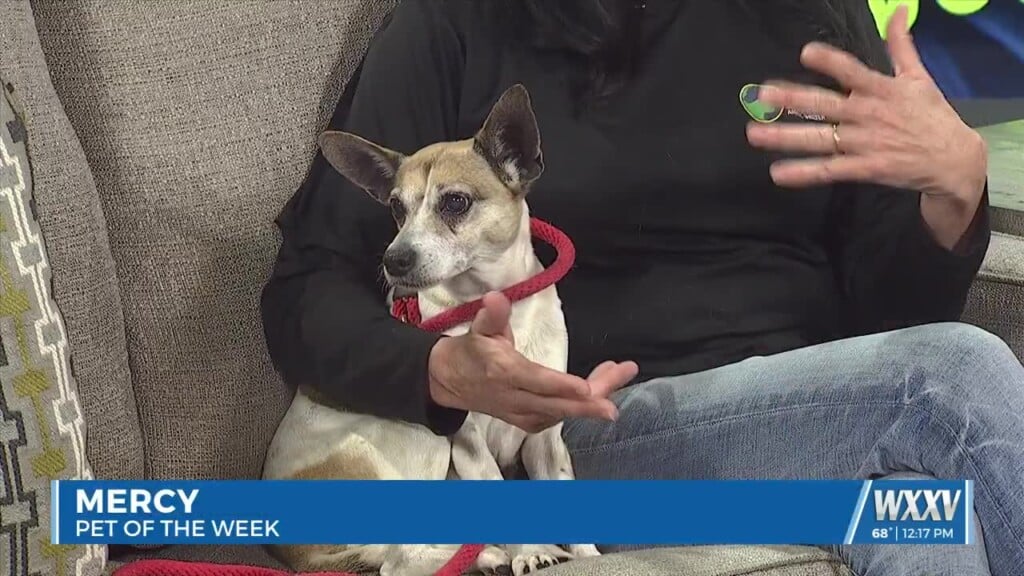Pet Of The Week: Mercy Is Looking For A Forever Home!