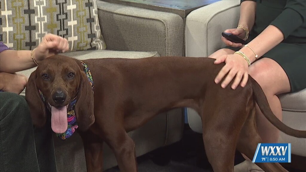 Wxxv Pet Of The Week: Winnie Is Looking For A Forever Home!