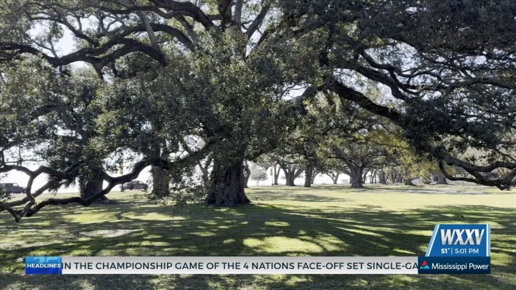 New Ordinance Aimed At Preserving Trees In Gulfport