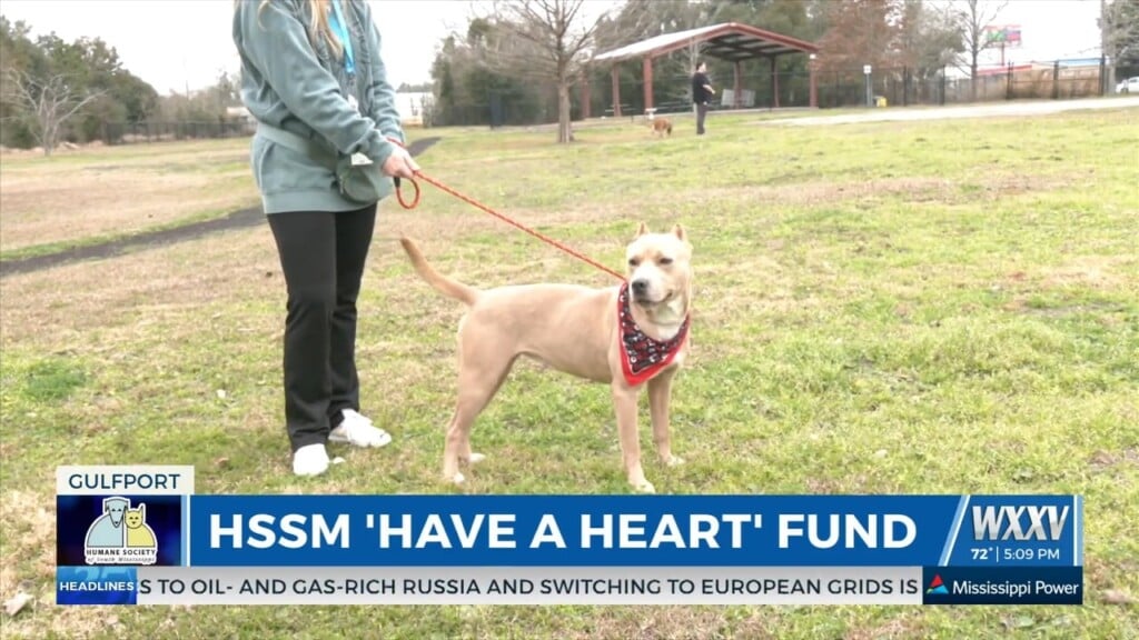 ‘have A Heart Month’ Raising Awareness For Heartworm Positive Dogs At Humane Society Of South Ms