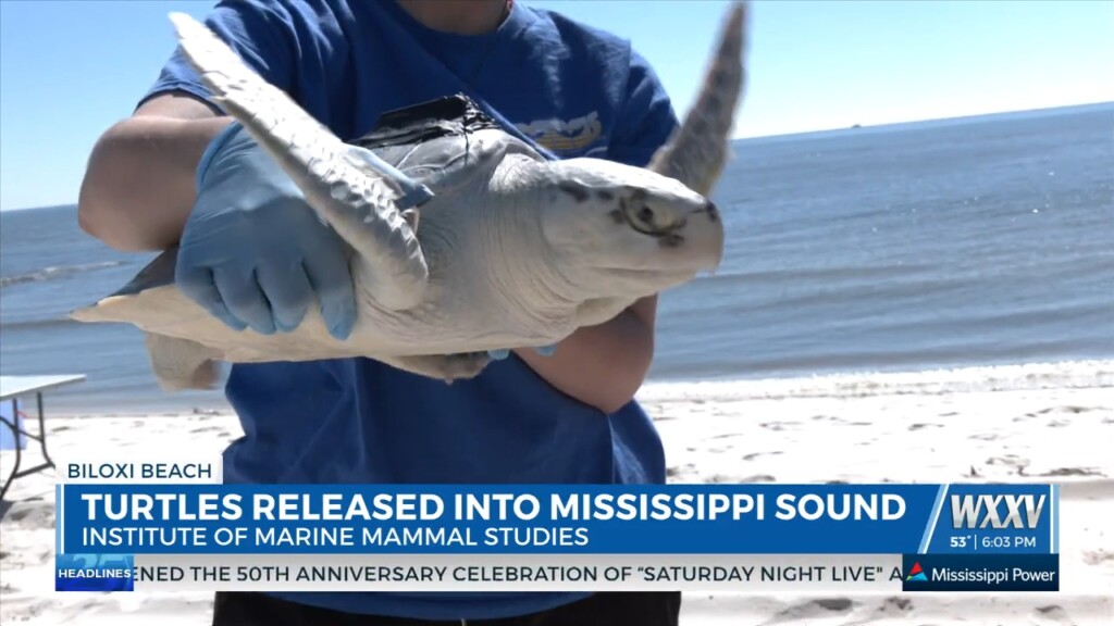 Imms Hosts A Turtle Release
