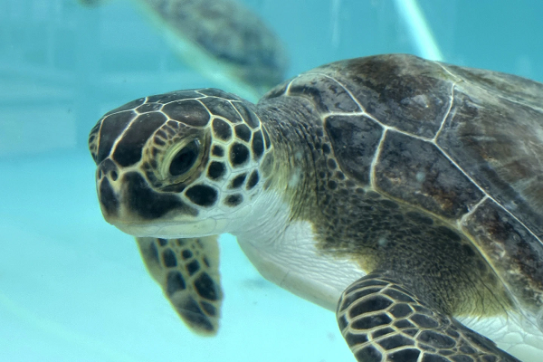 Sea Turtle