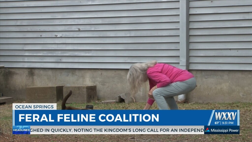 Feral Feline Coalition Of Ocean Springs