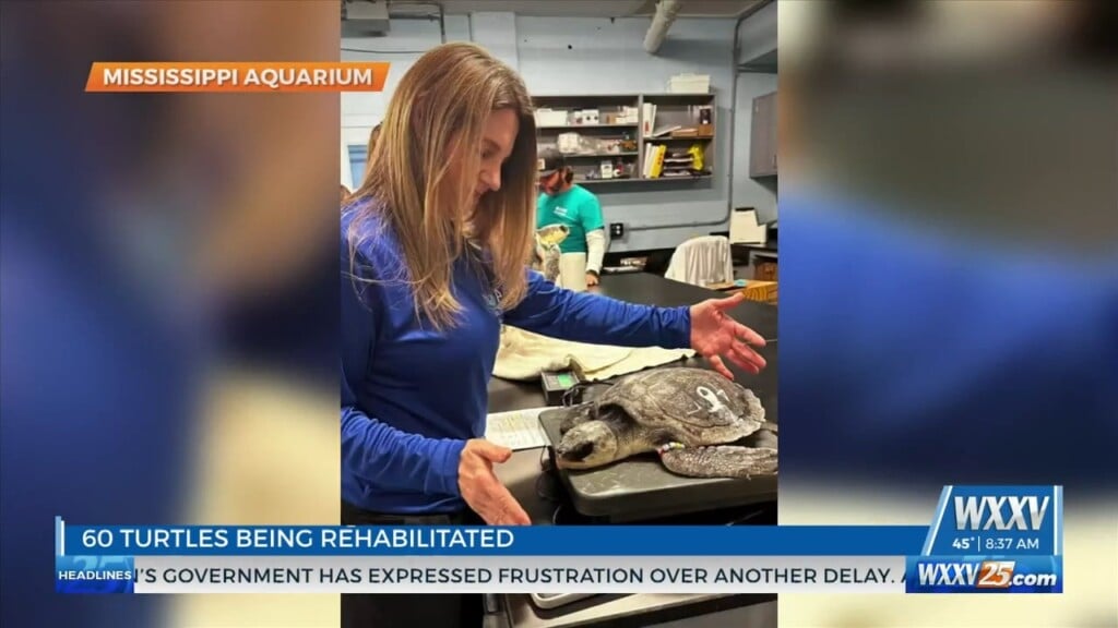 Mississippi Aquarium Receives 20 Turtles For Rehabilitation