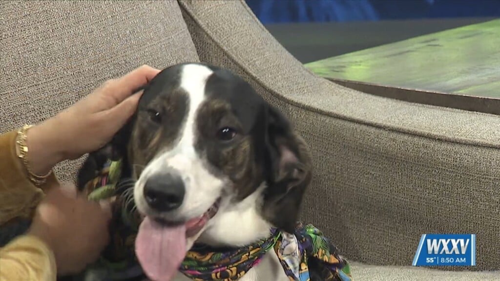 Pet Of The Week: Goober And Idol Are Looking For A Forever Home!