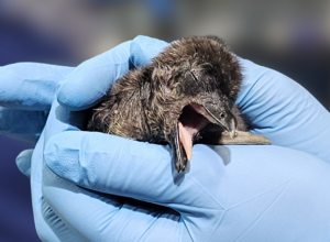 Baby Penguin