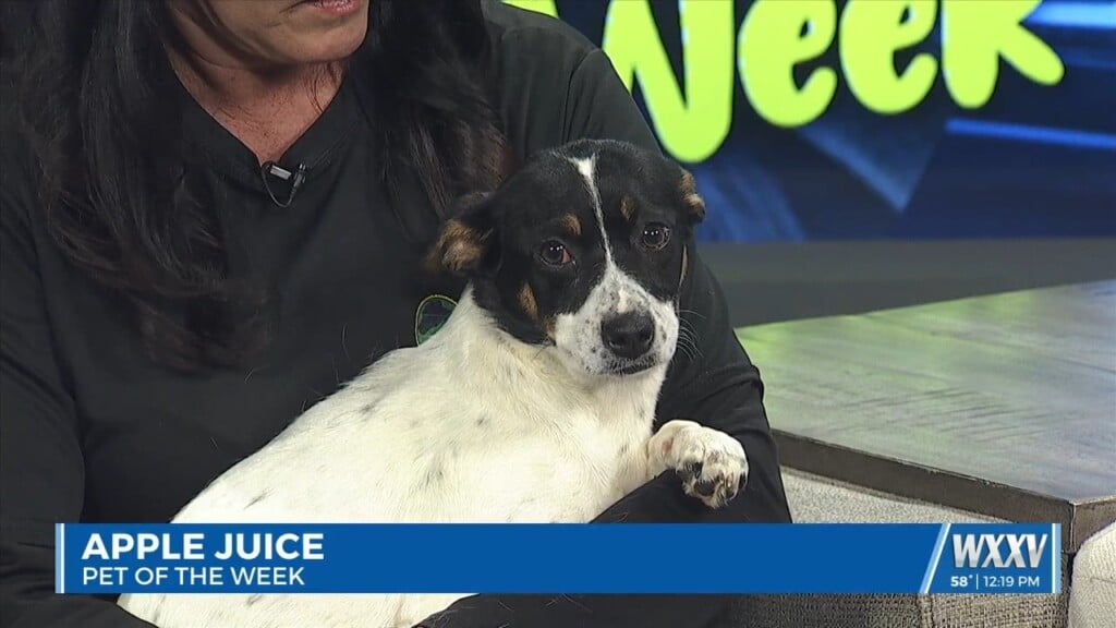 Pet Of The Week: Apple Juice Looking For A Forever Home