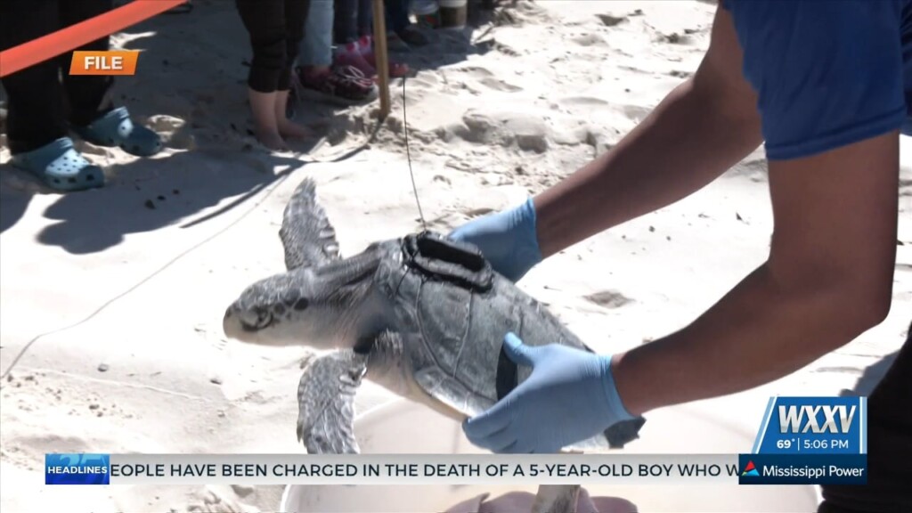 Mississippi Aquarium Releasing Rehabilitated Sea Turtles Wednesday