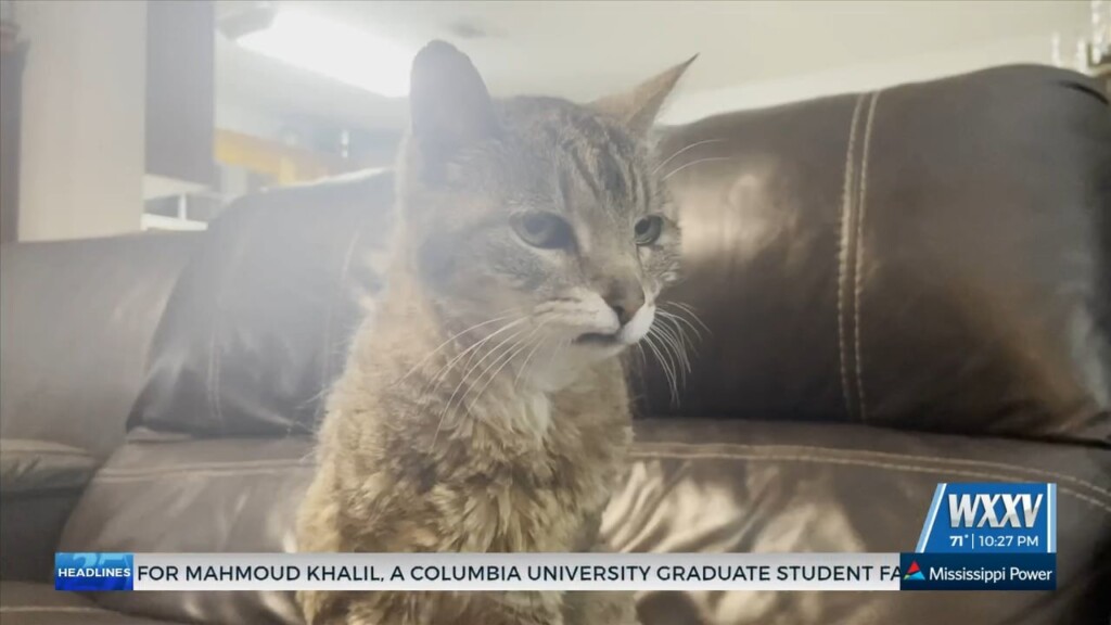 Bella The Cat Reunites With Owners After Three Years