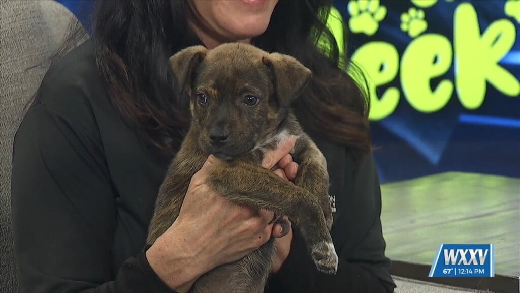 Pet Of The Week: Tetris Is Looking For A Forever Home!