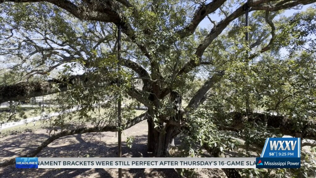 Usm Gulf Park Unveils Friendship Oak Beautification Project
