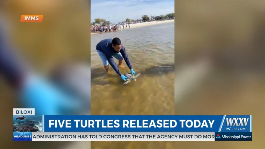 Imms Released Five Turtles