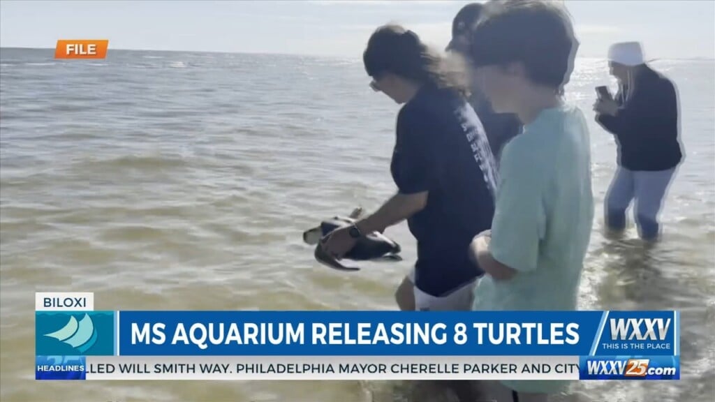 Mississippi Aquarium Releasing Eight Turtles