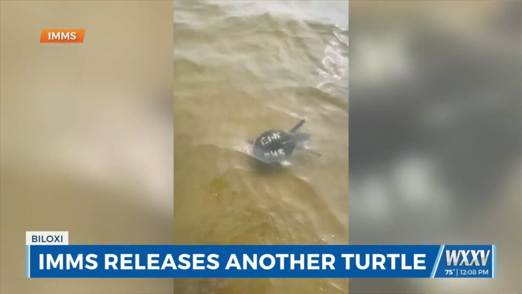 Imms Hosts Sea Turtle Release Friday Morning