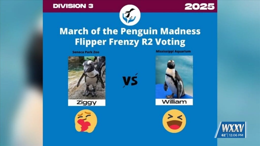 Ms Aquarium’s William The Penguin Advances In March Of The Penguin Madness