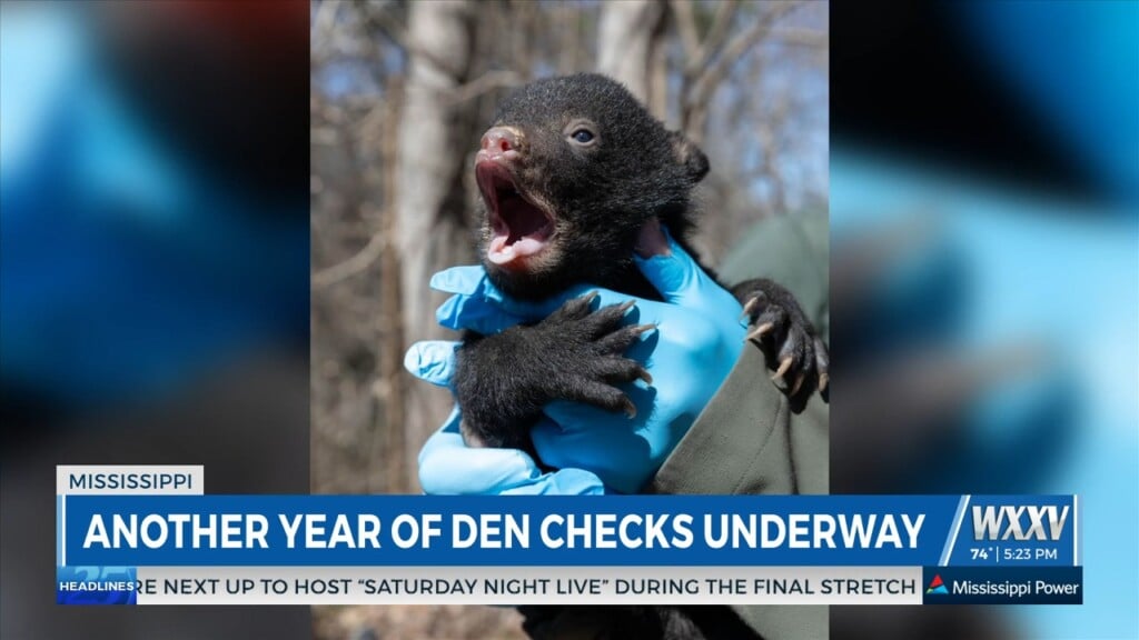 Mdwfp Conducts Another Year Of Den Checks
