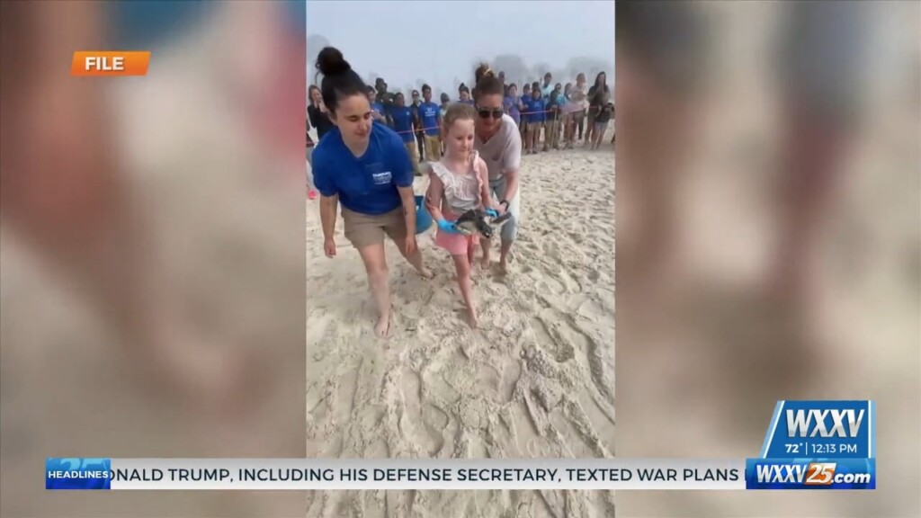 Turtle Release Set For Thursday In Biloxi