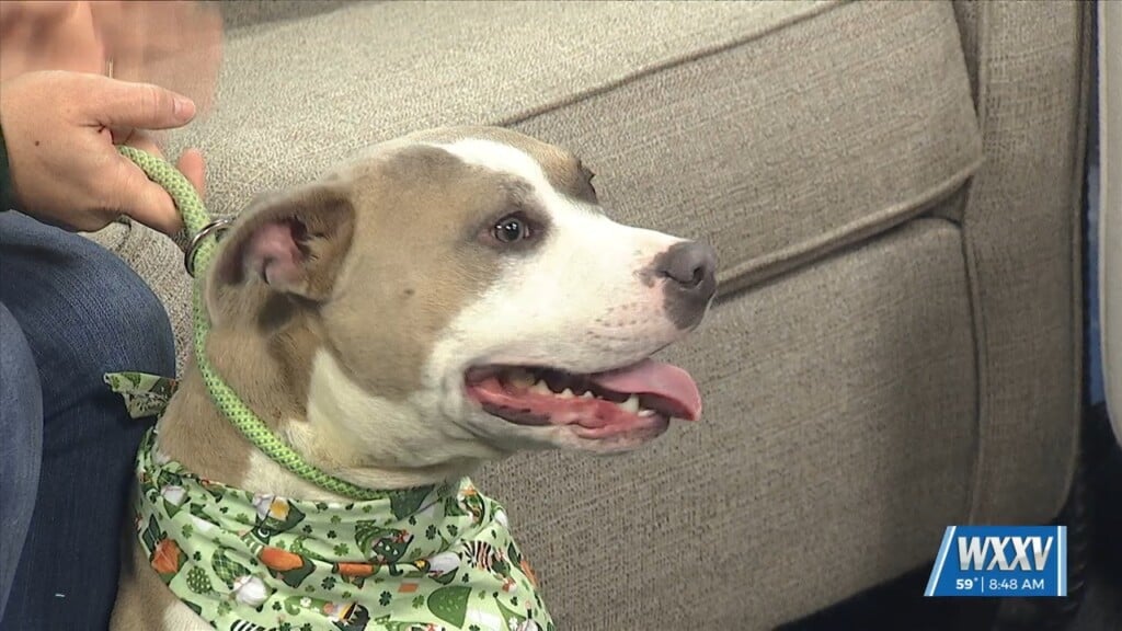 Introducing Karson At The Pet Of The Week