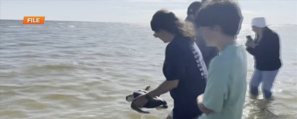 Mississippi Aquarium Releasing Seven More Turtles