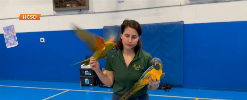 Lizana Elementary Students Interact With Parrot Friends
