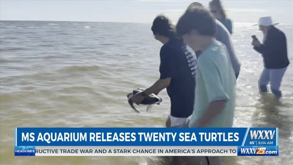 Mississippi Aquarium Releases 20 Rehabilitated Sea Turtles
