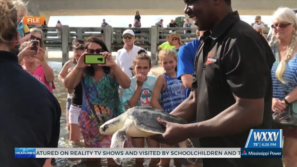 Imms Hosting A Turtle Release