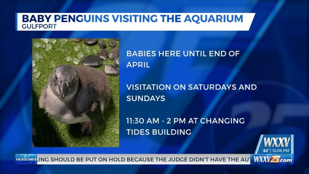 Baby Penguins Visiting The Mississippi Aquarium