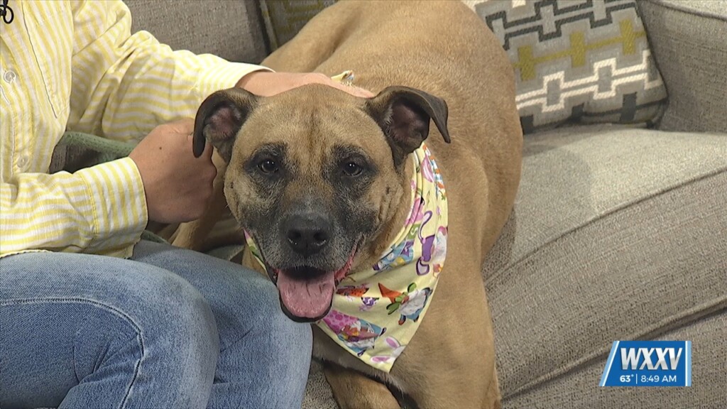 Pet Of The Week: Bambi Is Looking For A Forever Home!