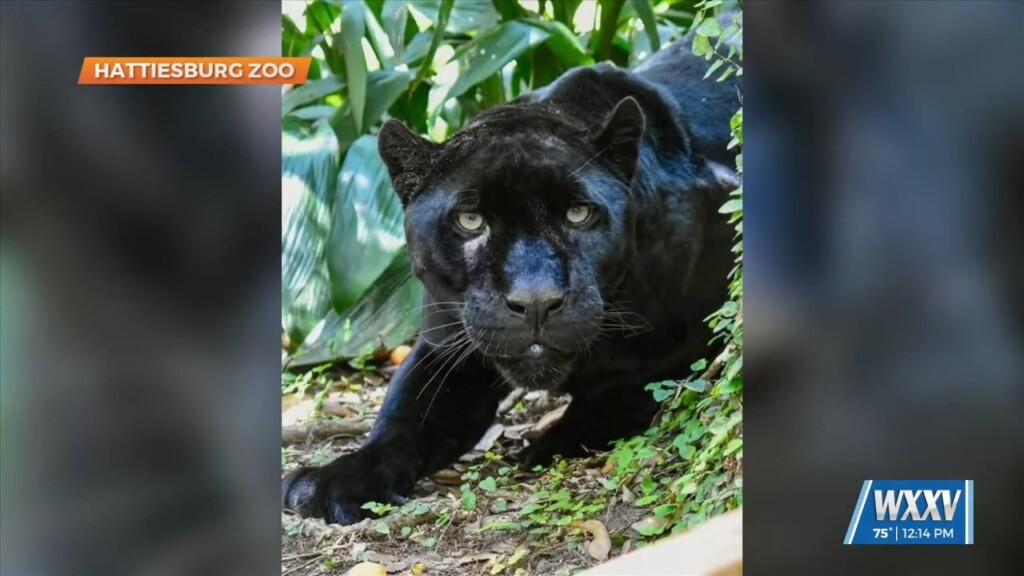 Hattiesburg Zoo Announces Death Of Jaguar Maya