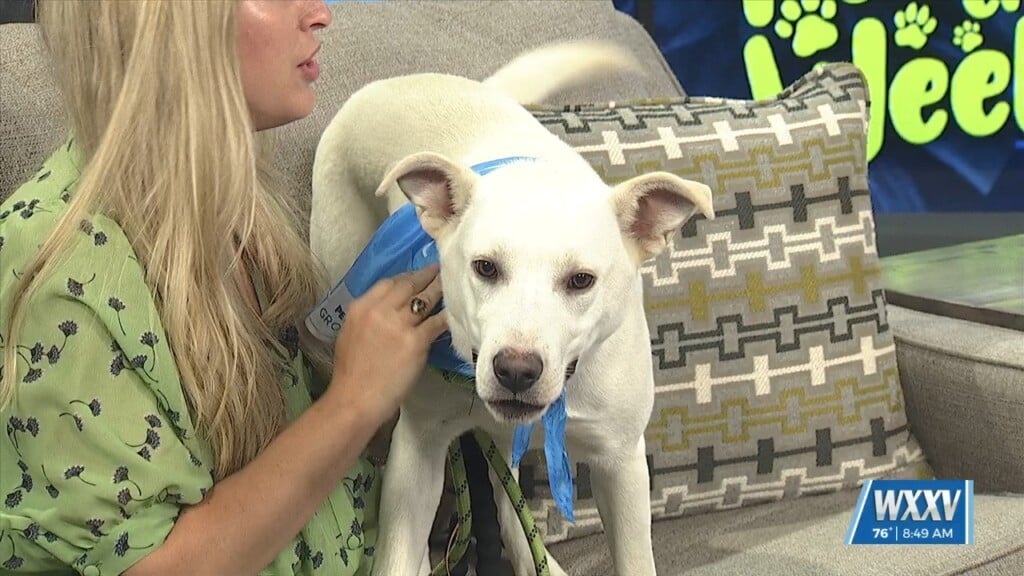 Pet Of The Week: Marlin Is Looking For A Forever Home!