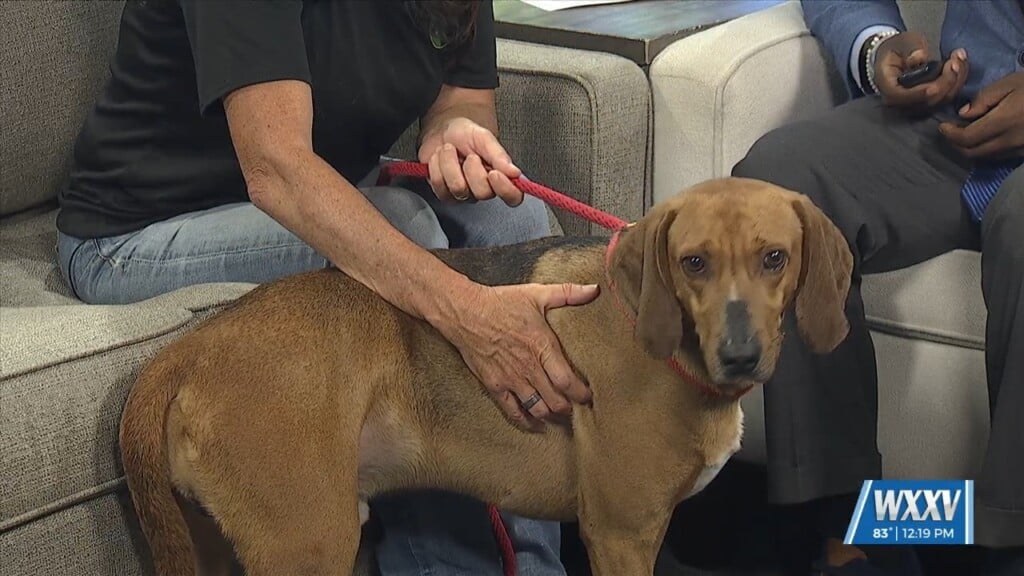 Pet Of The Week: Mookie Is Looking For A Forever Home!
