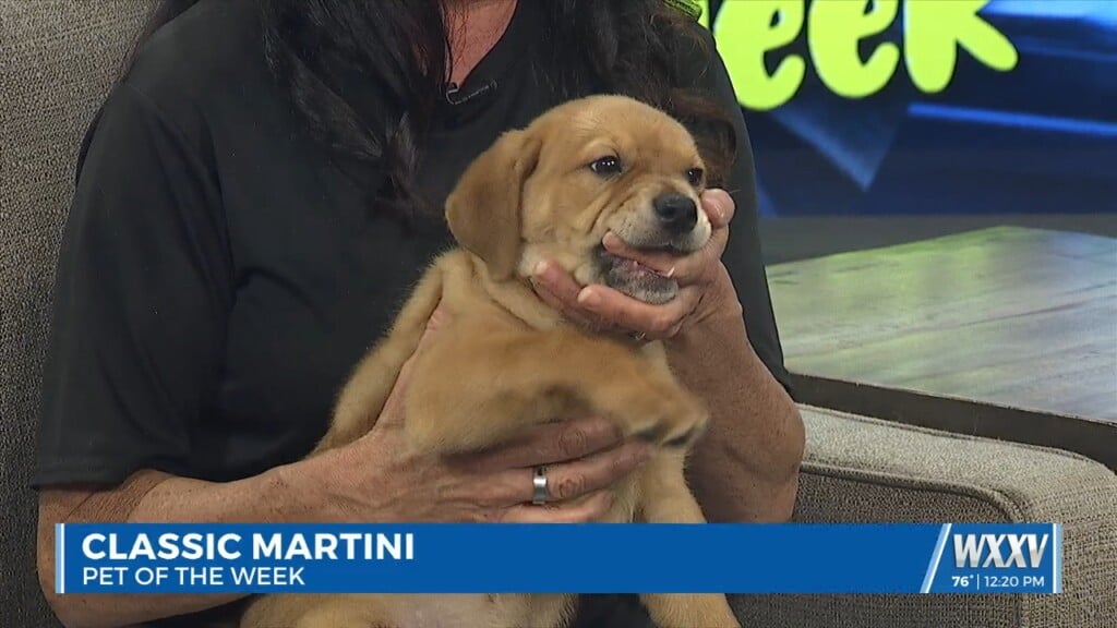 Meeting This Week's Pet Of The Week: Classic Martini