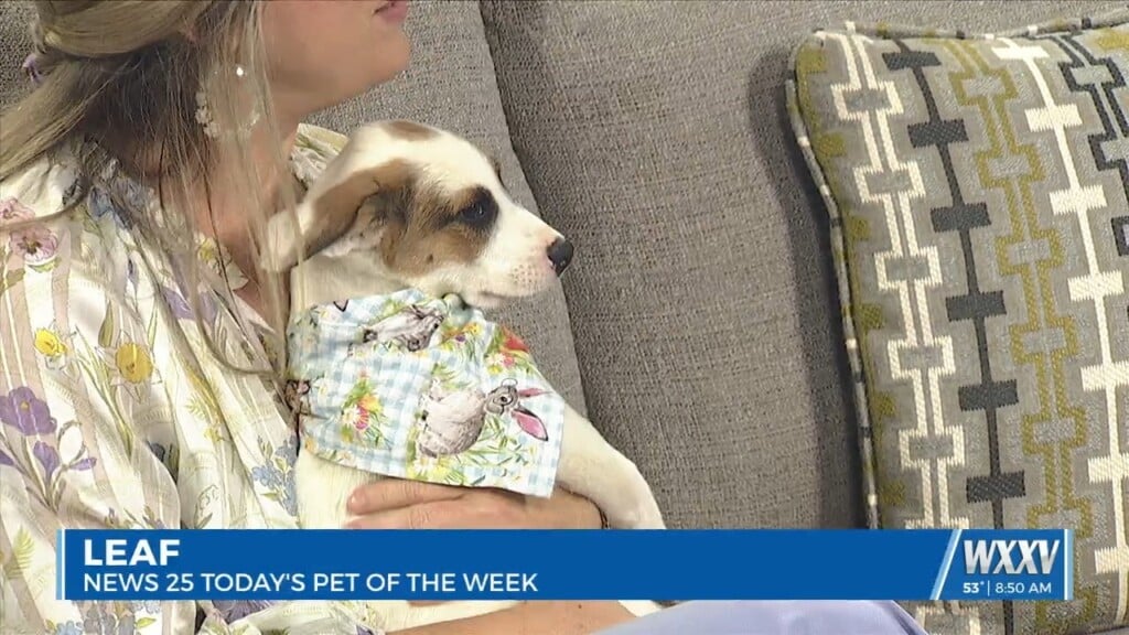 Pet Of The Week: Leaf Is Looking For A Forever Home!