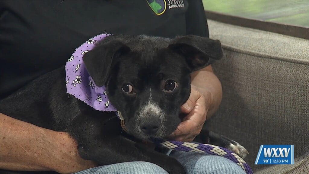Introducing The Pet Of The Week: Sandy