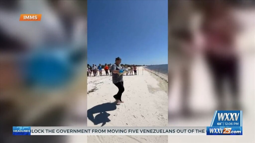 Sea Turtle Released By Imms