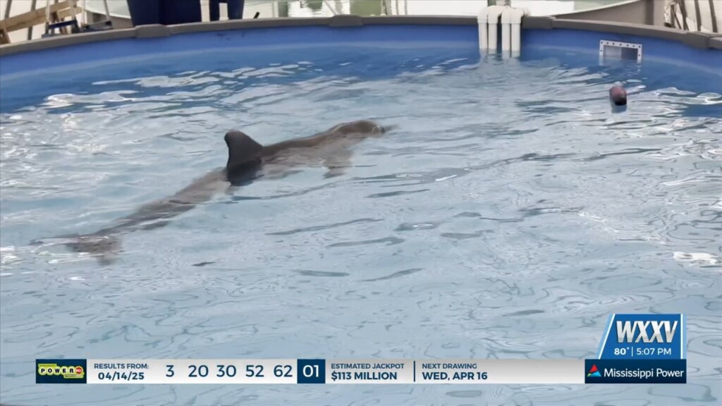 Imms Helps With Stranded Dolphin