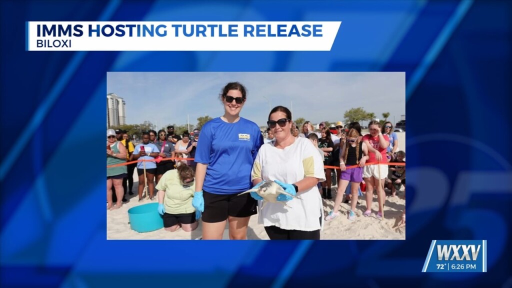 Imms Hosting Turtle Release For Wednesday Morning