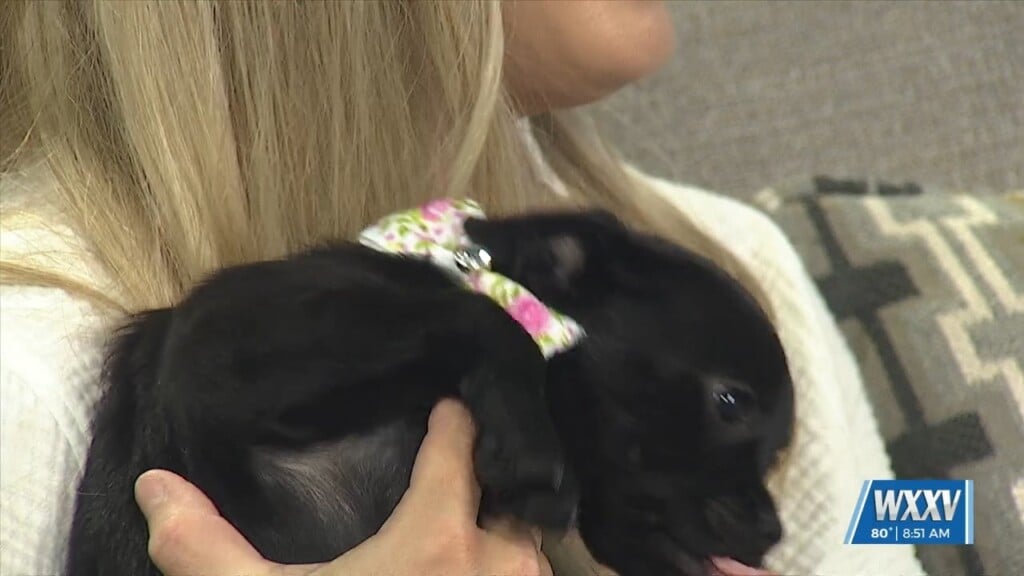 Pet Of The Week: Licorice Is Looking For A Forever Home!