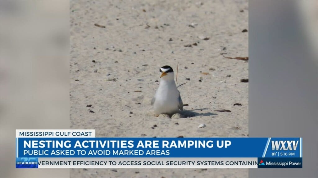 Nesting Activities On The Rise For The Coast