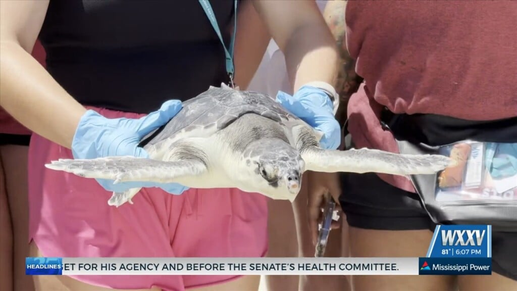 Four Sea Turtles Released By Imms