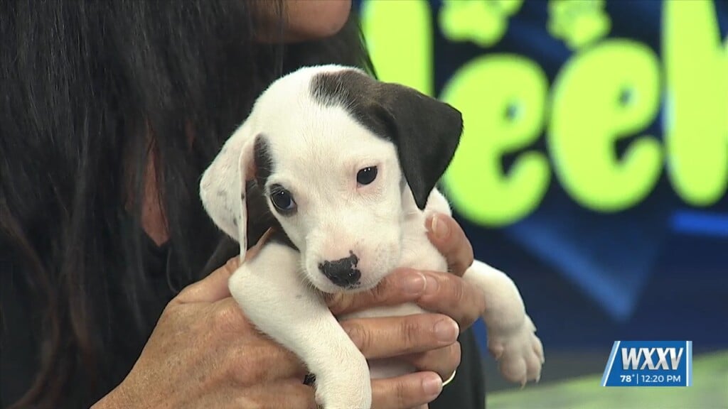 Pet Of The Week