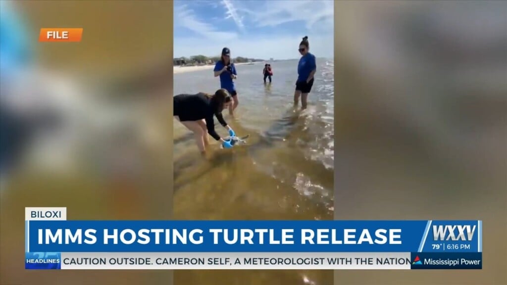 Imms Hosting Sea Turtle Release