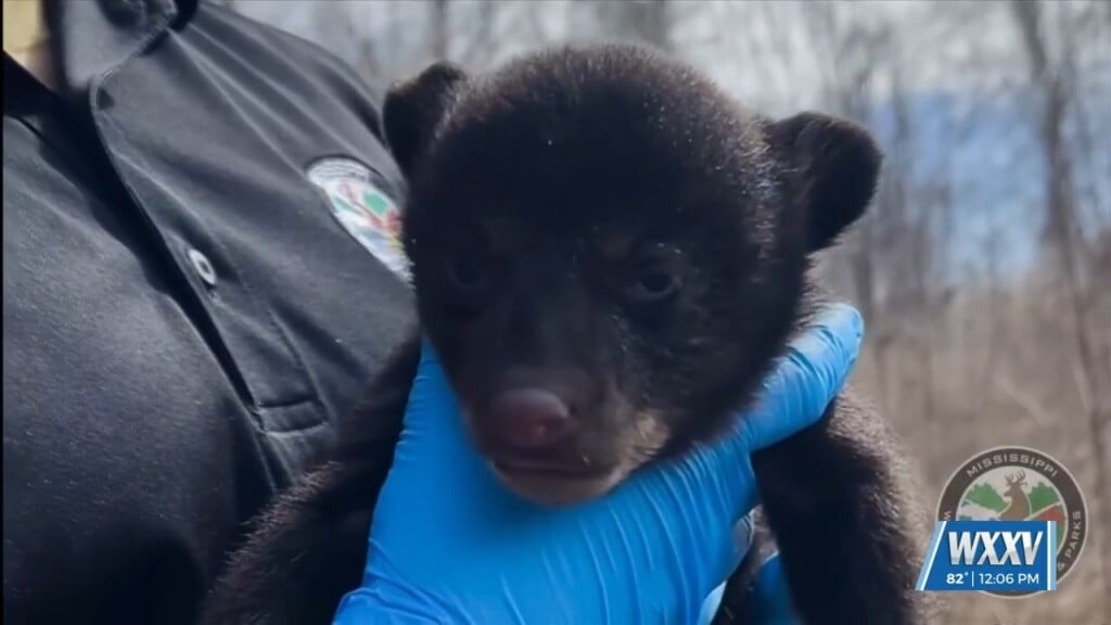 Bear Week 2025 Wrapping Up In Mississippi
