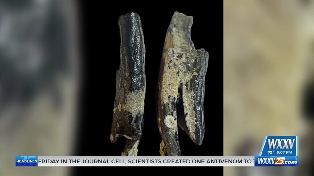 Mammoth Teeth Fossils Found On The Gulf Coast