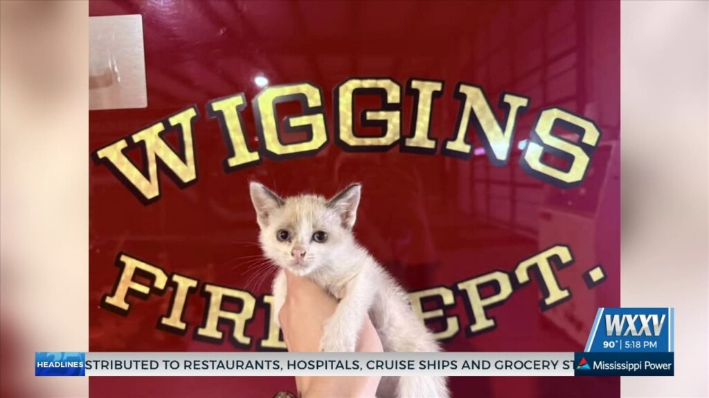 Wiggins Fire Department Reveals Station Cat’s Name