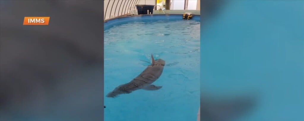 Update On Dolphin Rescued Near Dauphin Island