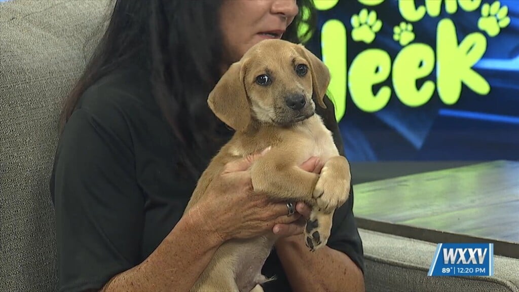 Pet Of The Week: Bruno Is Looking For A Forever Home