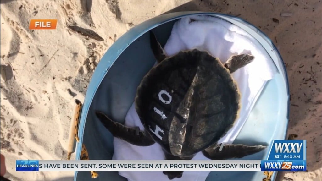 Imms Set To Release Turtles Friday Afternoon