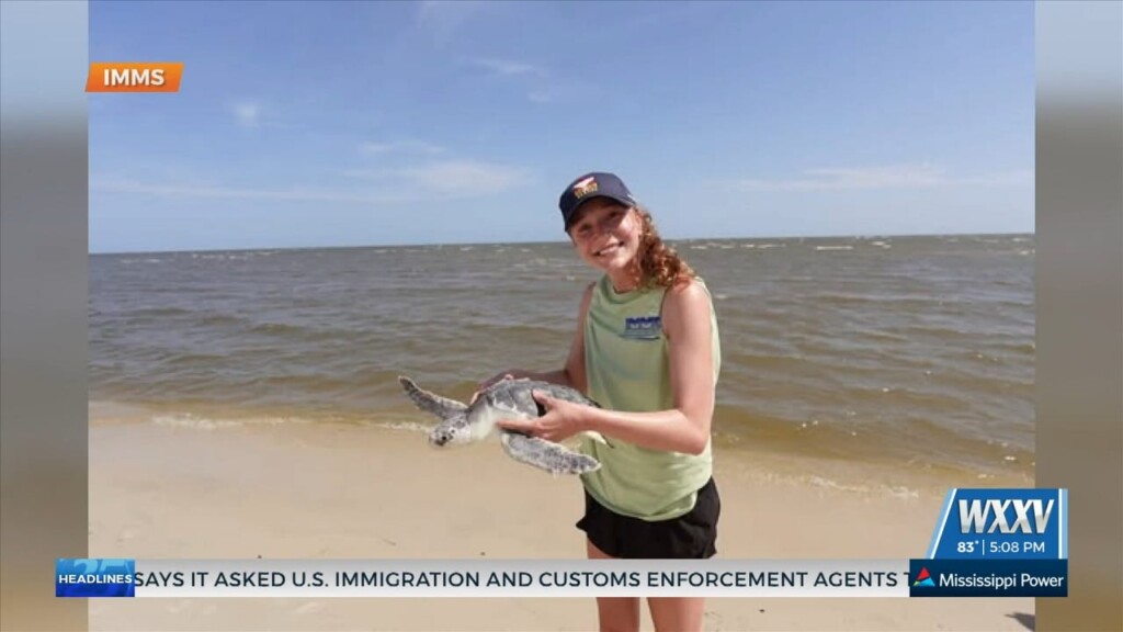 Imms Hosting Another Turtle Release