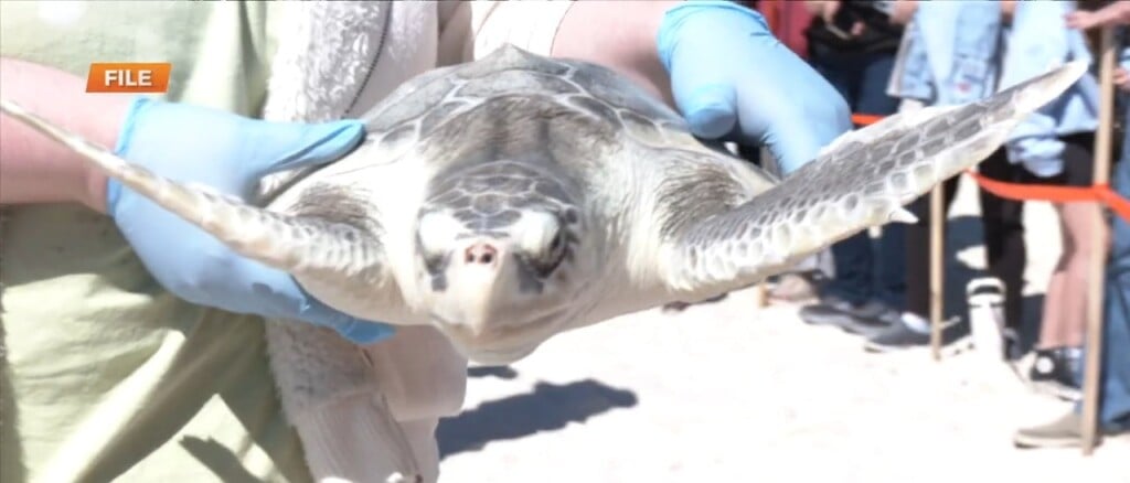 Institute For Marine Mammal Studies Hosting Turtle Release Friday